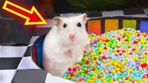 hamster videos|Hamster Escapes the Pool Maze for Pets in Hamster  .